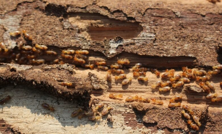 شركة مكافحة حشرات في دبي