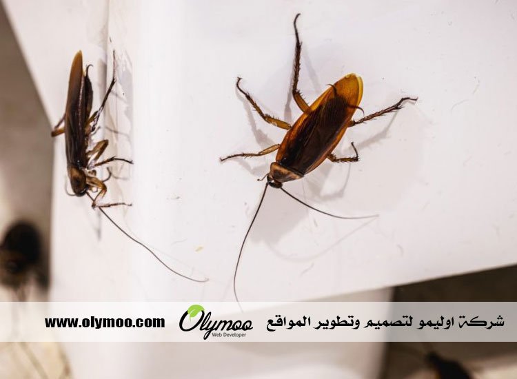 شركة مكافحة العتة بجدة