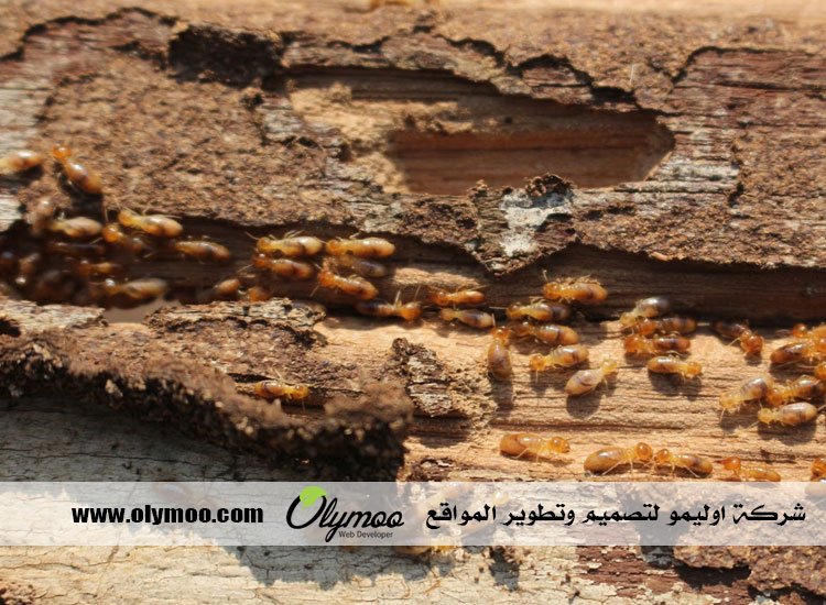 شركة مكافحة الصراصير في دبي